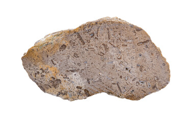 Limestone rock with fossils .Stone specimen. Sedimentary rock	