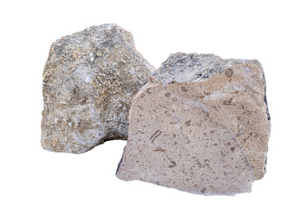 Limestone rock with fossils .Stone specimen. Sedimentary rock	