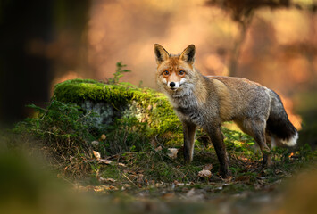Red Fox ( Vulpes vulpes ) close up