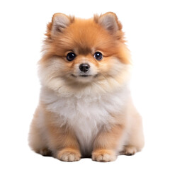 Obraz premium Pomeranian puppy isolated on transparent background