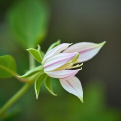 Fototapeta premium Delicate clematis flower bud with soft colors, green, delicate, leafy
