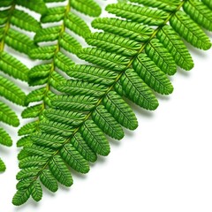 Delicate fern leaf isolated on white background, green, macro
