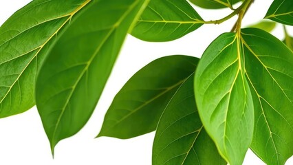 Obraz premium Delicate Ficus Lyrata leaves on white background, ficus lyrata, nature, leaf