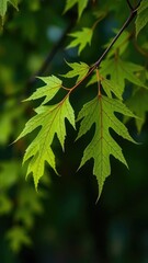 Delicate green maple leaf falls from tree branch, isolated, foliage, autumn