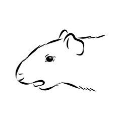 Agouti Vector Illustration Hand Drawn Animal Cartoon Art