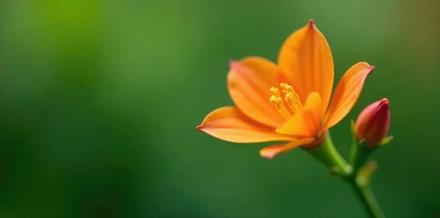 Naklejka premium Delicate orange blossom with three tightly closed buds on a green stem, bud, flower