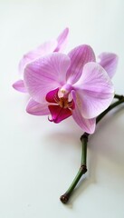 Obraz premium Delicate orchid petals unfolding on a plain surface, plant, blossom, white background