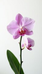 Obraz premium delicate orchid stem with leaves on white background, flowers, nature, plant