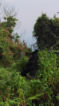 Mountain silverback gorilla. A lone mountain gorilla sits in a green forest, surrounded by dense vegetation. The primate appears calm in its natural habitat. Uganda Bwindi forest