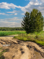 Fototapeta premium Dirt road with a tree in the middle