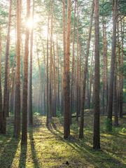 Obraz premium A forest with trees in the foreground and background