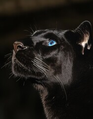 Majestic Black Panther with Striking Blue Eyes Gazing Upward in a Dark Background, Capturing the Essence of Wild Elegance and Mystery