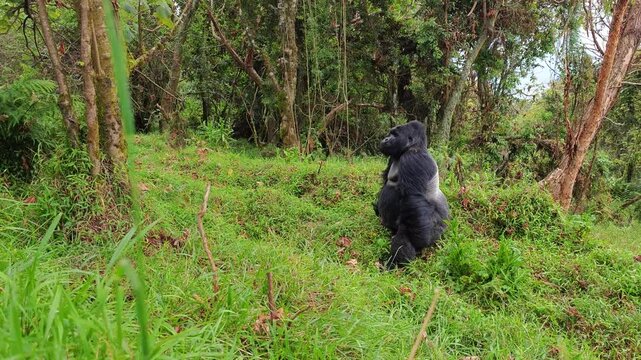 Mountain silverback gorilla. A lone mountain gorilla sits in a green forest, surrounded by dense vegetation. The primate appears calm in its natural habitat. Uganda Bwindi forest