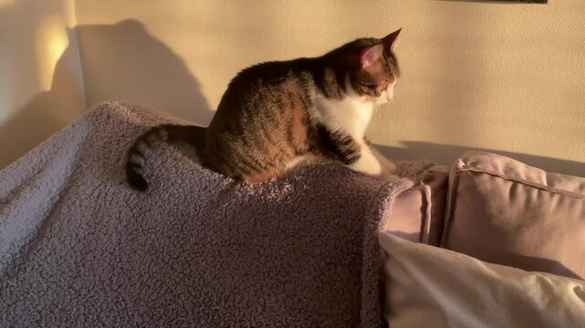 cat making biscuits on fleece blanket under the sunlight