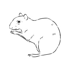 Agouti Vector Illustration Hand Drawn Animal Cartoon Art