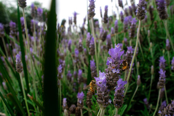 Abejas trabajando sobre lavandas.