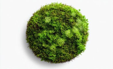 Lush green moss growth natural environment high-quality image close-up view organic aesthetics for eco-design