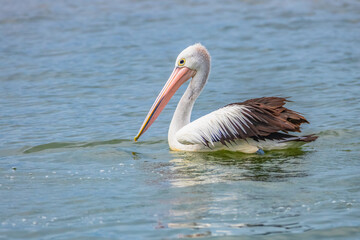 Australian Pelican swimming at Mallacoota Inlet