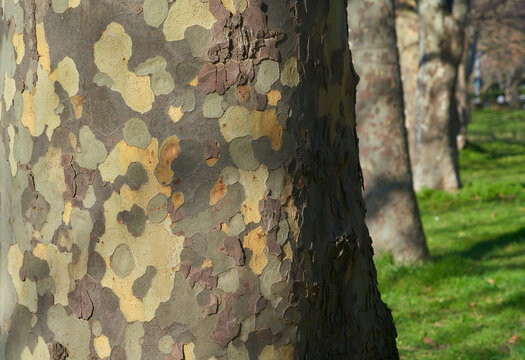 bark texture and pattern of a plane (sycamore) tree