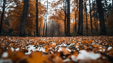Autumn Leaves cover the ground, mist in forest.  Background for meditation