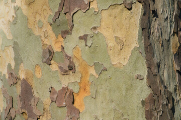 bark texture and pattern of a plane (sycamore) tree