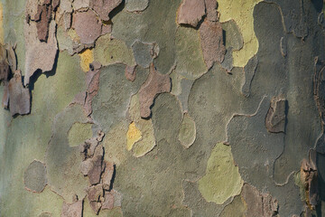 bark texture and pattern of a plane (sycamore) tree