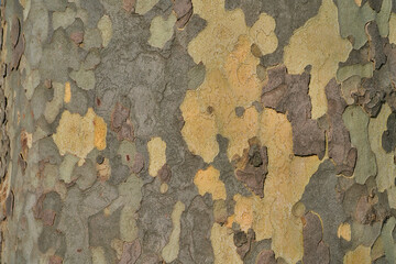 bark texture and pattern of a plane (sycamore) tree