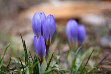 Colchicum sfikasianum (autumn crocus, meadow saffron, naked lady) wild flowers in natural environment