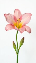 Large and open flower or blossom with delicate details in stark contrast to pure white, flower, petals, floral