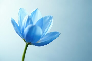 Fototapeta premium Large blue flower bud with translucent petals against a soft white background, flora, flowers, blossom