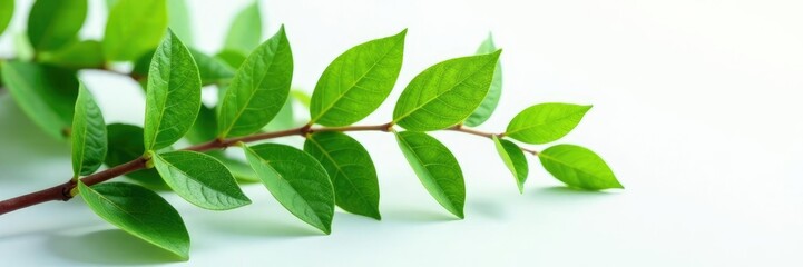 Fototapeta premium Large branch on white surface with some leaves, greenery, overgrown