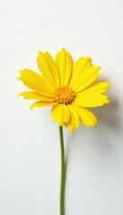 Fototapeta premium Large bright yellow flower against a plain white surface, isolation, nature