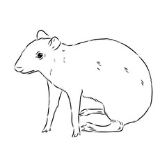 Agouti Vector Illustration Hand Drawn Animal Cartoon Art