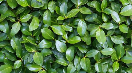 Obraz premium Lush Green Foliage Background Texture, Vibrant Emerald Leaves