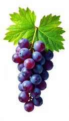 Single grapevine leaf isolated on white with grapes, green, grapevine, simple
