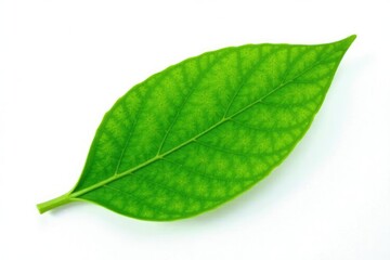 Obraz premium Single green leaf isolated on white background, flora, flowers, leaves