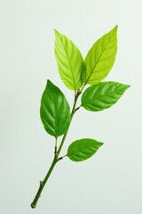 Obraz premium Single isolated branch against a white background, nature, leafy