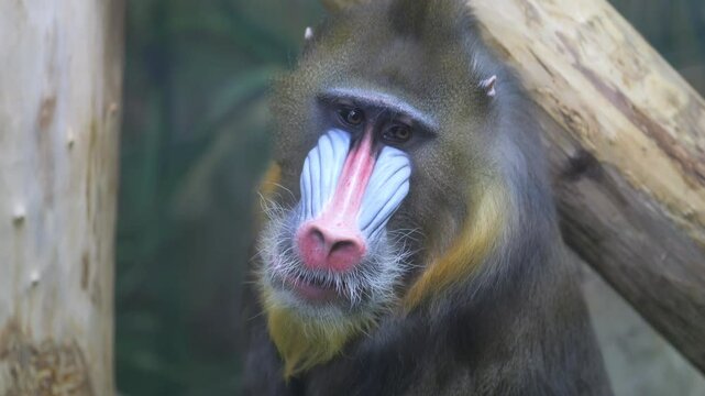 Monkey with a long, pointed nose and a long, pointed tail. It is looking at the camera