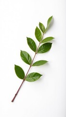 Fototapeta premium single isolated branch on white background with reflection, still life, serene