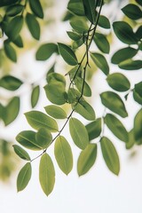Serene Green Leaves: A Tranquil Nature Photography