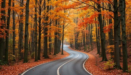 Obraz premium road in autumn forest