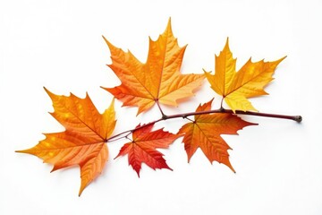 Fototapeta premium Single isolated branch with autumn leaves on white background, leaf, seasonal, winter