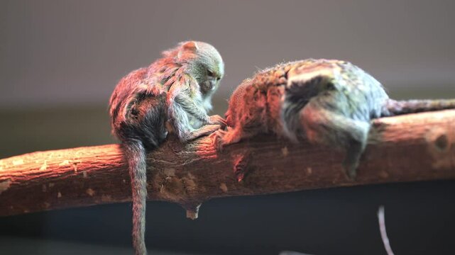 Two small animals are sitting on a branch. One is sleeping and the other is awake. The branch is brown and the animals are brown