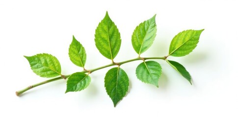 Naklejka premium Single isolated branch with delicate leaves on a white background, landscape, nature, leaf
