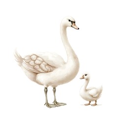 Obraz premium Elegant Adult Swan and Cygnet Illustration A Pair of Graceful Waterfowl.