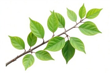 Fototapeta premium Single isolated branch with leaves and twigs on white background, nature, leaves, branch