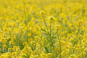 一面満開の菜の花畑の黄色い絨毯