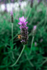 Abeja polinizando lavanda, vertical.