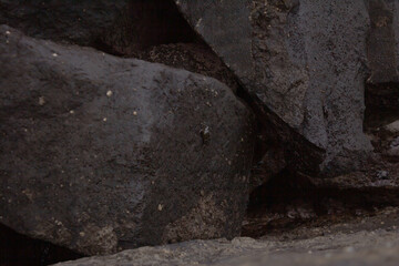mar, campo, azul, verde, plantas, cactus, rocas, animal, agua, espuma