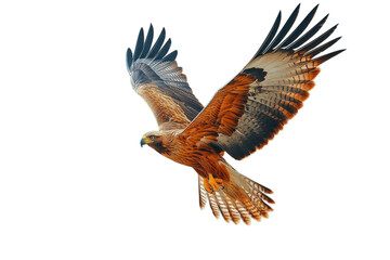 Obraz premium A Majestic Eagle In Powerful Flight, Soaring Effortlessly Against A Bright, Clear Sky, Its Rich, Warm Brown And Black Plumage Catching The Light Isolated on Transparent Background